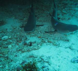 Schwarzspitzriffhaie