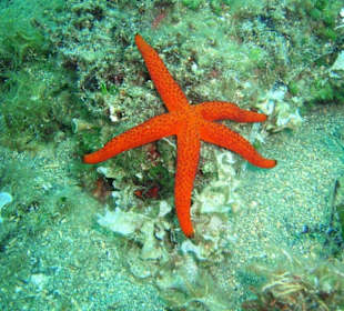 "Holidays and more" - Tauchen in Chalkidiki