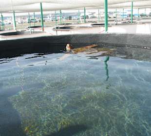 Becken für die Schildkröten