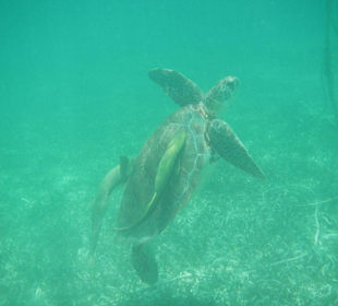 Schildkröte am Strand von Akumal