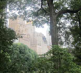 Blick aus dem Central Park