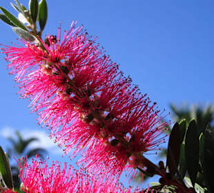Spaziergang durch den Botanischen Garten Mascarin