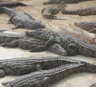 Bewegungslose Krokodile