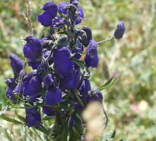 Wandereindrücke vom Nebelhorn