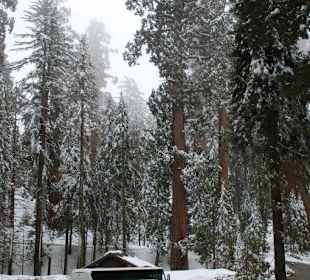 Baumriesen unter sich