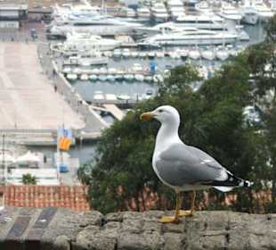 Un pájaro delante del puerto