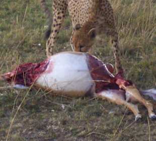 Gepard