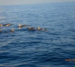 Delfinschwimmen