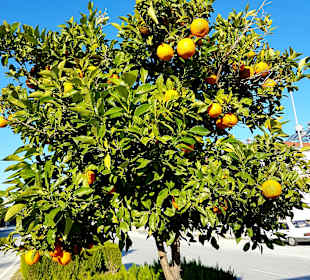 Stadtrundgang Evrenseki