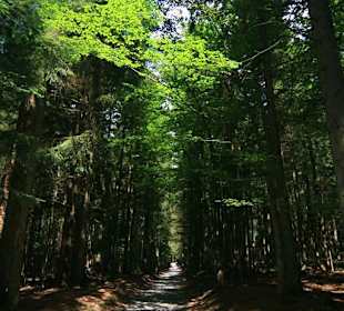 Baumwipfelpfad in Neuschönau