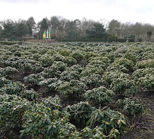 Rhododendronanlage