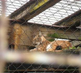 Hautnah mit tierischem Geruch