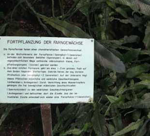 Farnhaus -  Alter Botanischer Garten