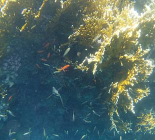 Schnorcheln Marsa Alam