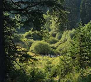 Nearby valley with wild flowers 