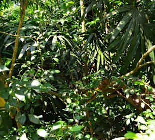 Singapur Zoo