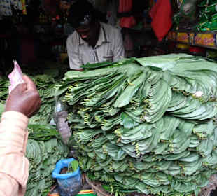 Hochland von Sri Lanka