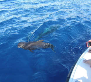 Delphin und Walbeobachtung