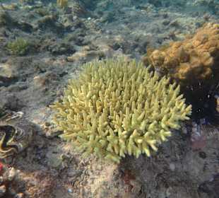 Schnorcheln Hurghada