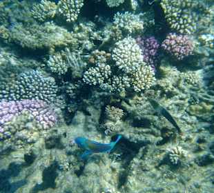 Delfintour 07.08.2012 