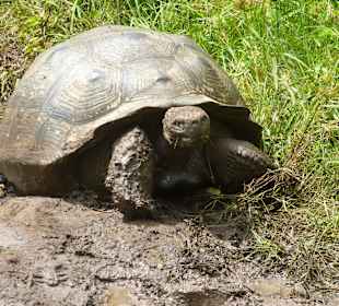 Riesenschildkröten in freier Natur