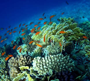 Schnorcheln Makadi Bay