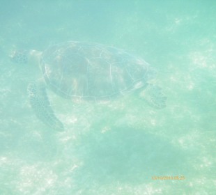 Ausflug, Akumal