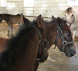 Lippizanergestüt Piber