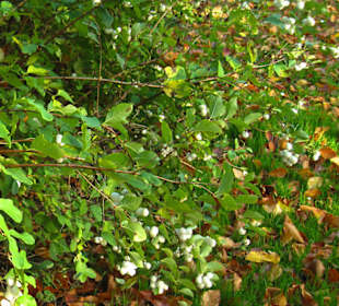 Парк Замка Ойтин.Золотая осень.