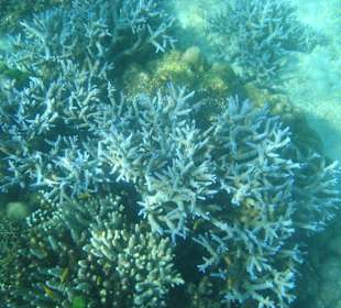 Korallen Surin Island