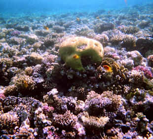 Einmalige Korallenwelt am Strand