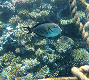 Hausriff - iPhone 5 im DiCAPac Plastik Case