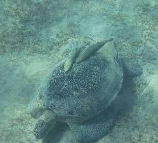Riesenschildkröte am Hotelstrand