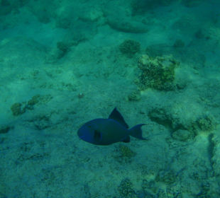 Blauer Drücker/Innenriff