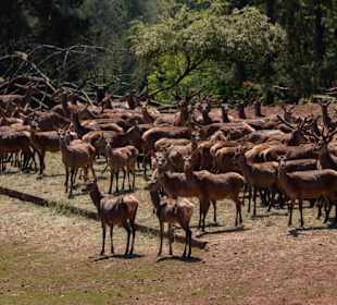 Wild und Wanderpark Silz RL
