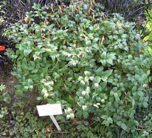 Staudengarten - Berggarten