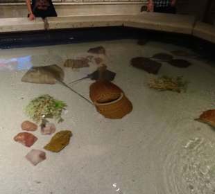 Streichelbecken für die Kinder