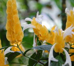 Blumen im Palmenhaus