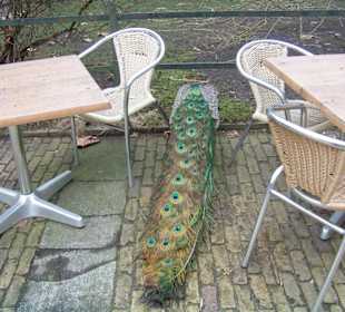 Pfau beim Spaziergang