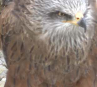 Malta Falconry Centre