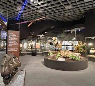 In der Abteilung der Dinosaurier