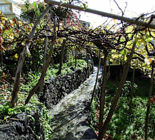 Garten in Jardim do Mar