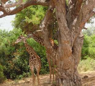 Giraffen gut getarnt