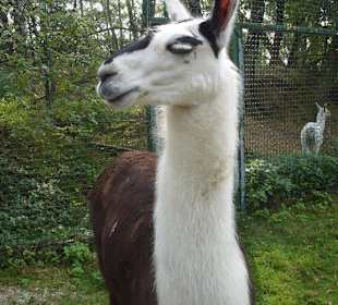 Lamas sind auch da, ja