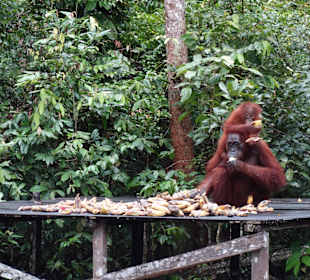 Camp Leakey