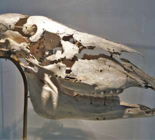 Rundgang durch das Zoologische Museum Kiel