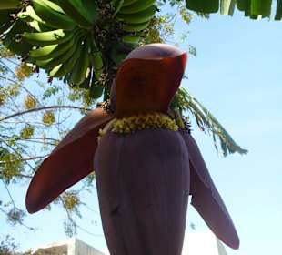 Plantagenbilder Alanya - Banane