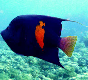 Arabischer Kaiserfisch