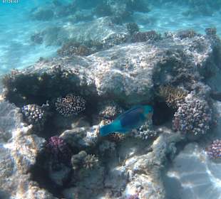 Schnorcheln Makadi Bay