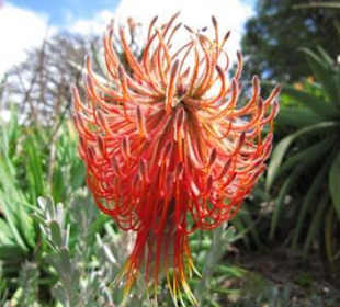 Im botanischen Garten von Perth